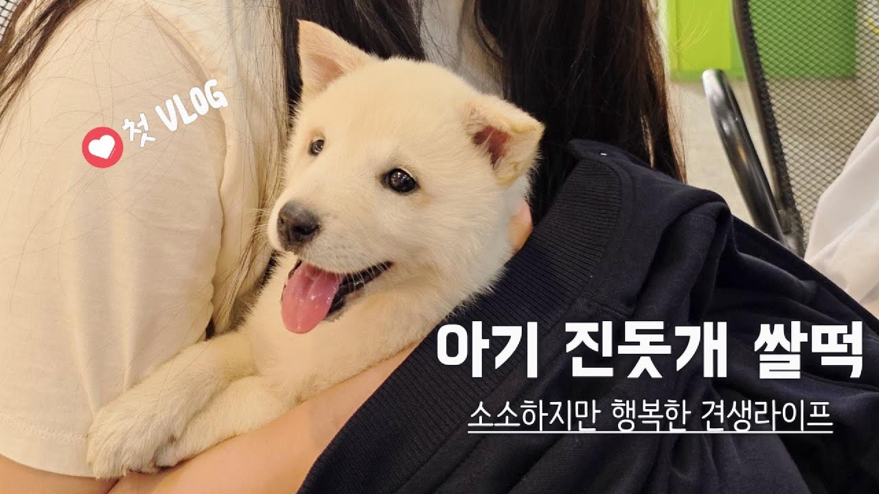 🍼아기 진돗개 쌀떡이의 첫 브이로그| Baby Jindo Dog's Lovely Vlog💕 썸네일