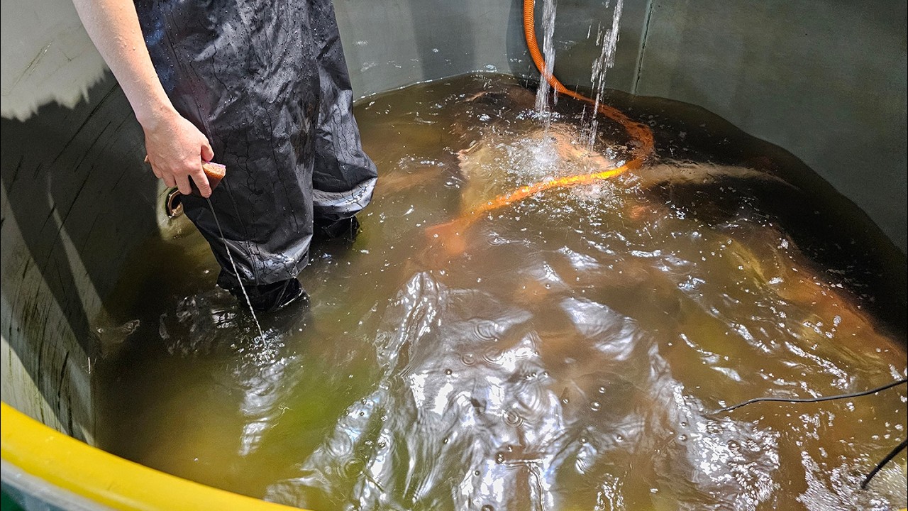 다 때려치고 싶은 수족관 청소시간 - 푸른상어 썸네일