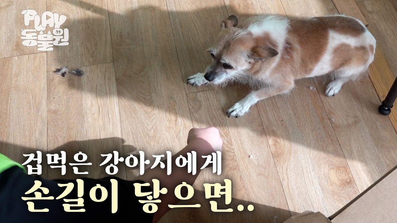 [SUB] 50마리 유기견 손길이 닿으면 어떻게 달라질까? | 유기견 미용 봉사 편 |A full-scale group grooming day for 50 shelter dogs! - PLAYdongmul1 썸네일