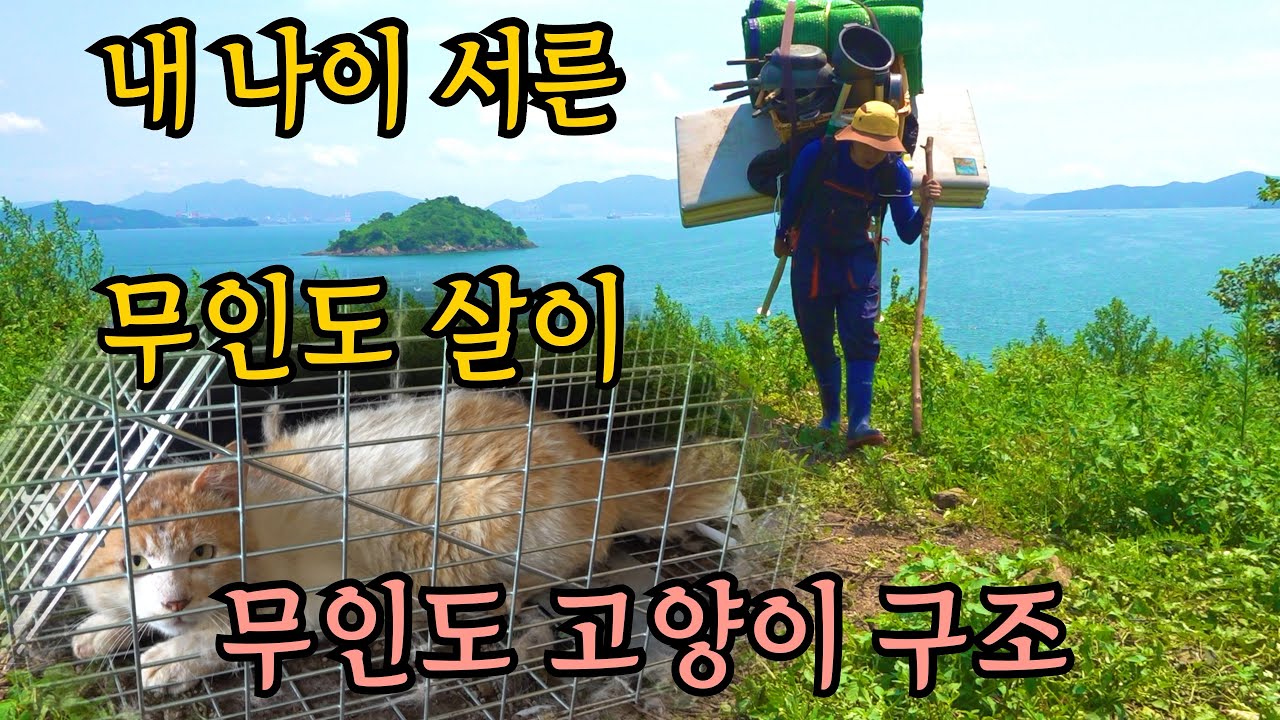 무인도에 갇힌 고양이 구조했습니다(92년생 무인도 살이) -무인도그 리턴즈 EP-1 - pettopia 썸네일