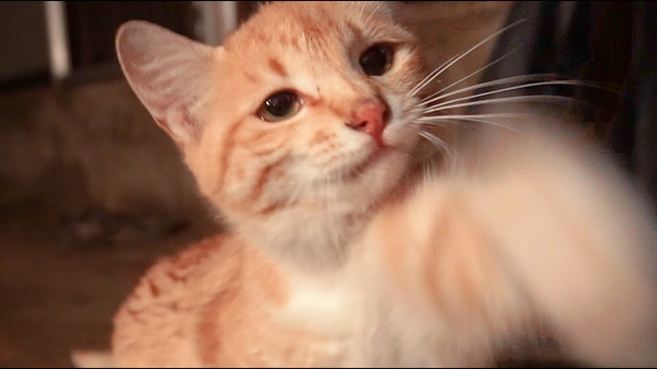 길냥이를 돌보면 이런 일까지 겪게 되네요 - 시골남자Countrykorean 썸네일