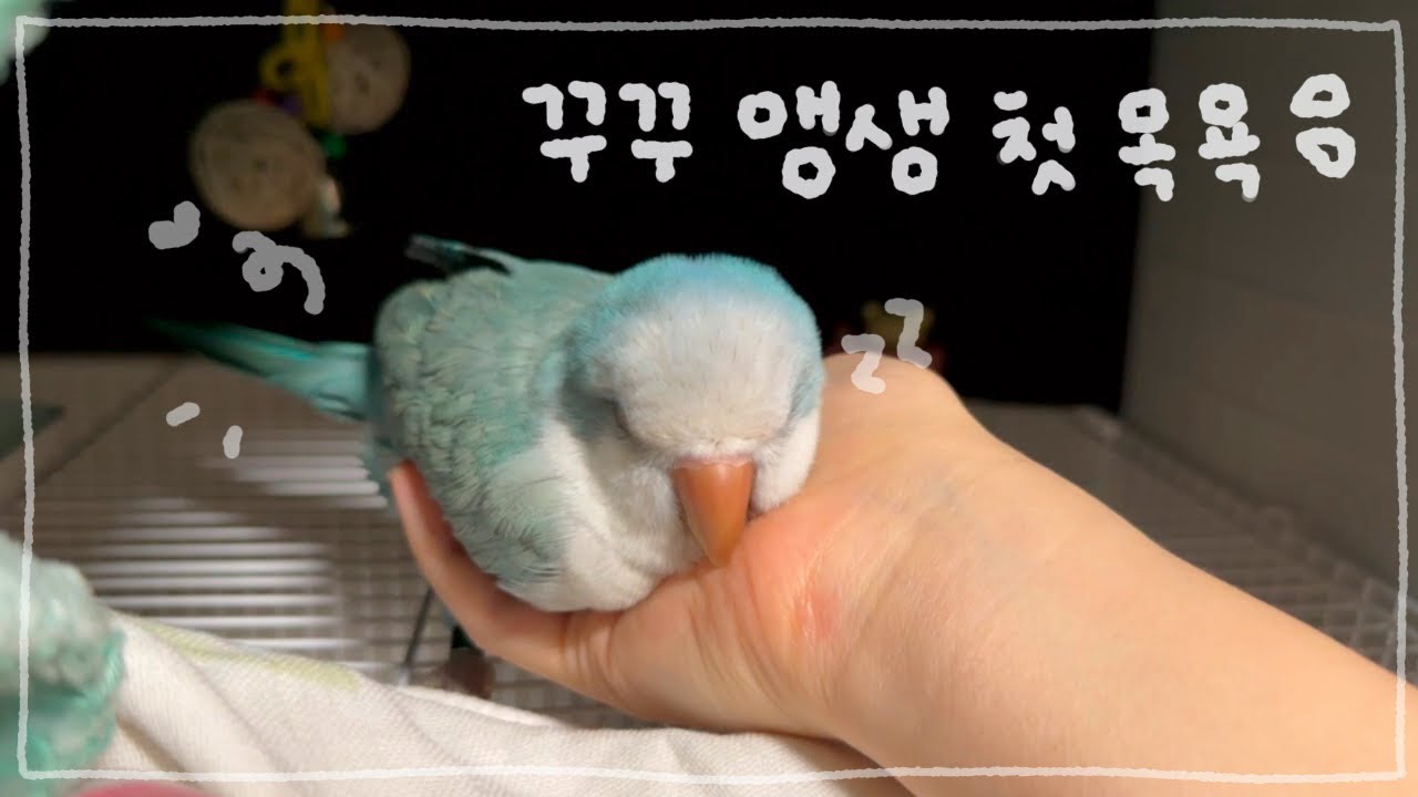 퀘이커앵무 꾸꾸ㅣ물그릇 목욕💦 - sarang_gguggu 썸네일