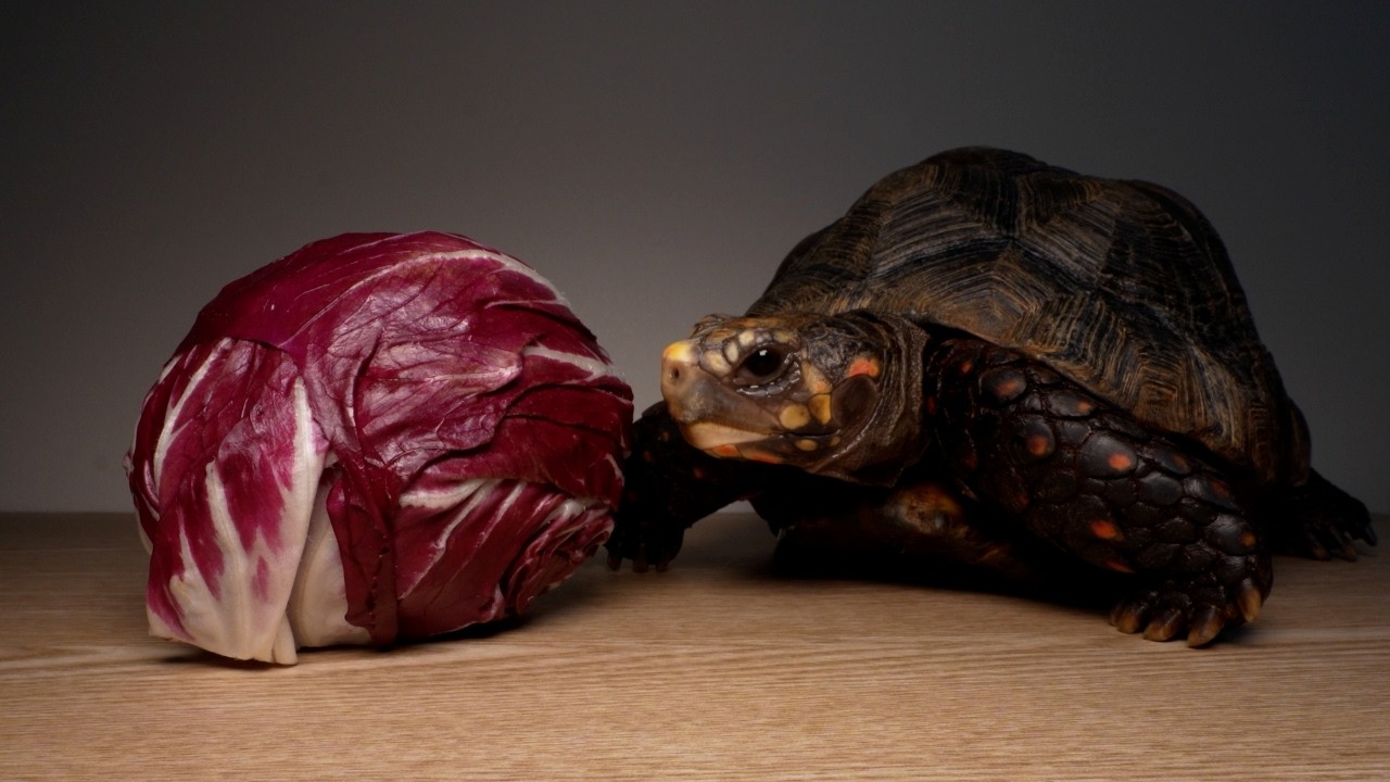 비싼 풀만 잘먹는 거북이 - user-musang915 썸네일