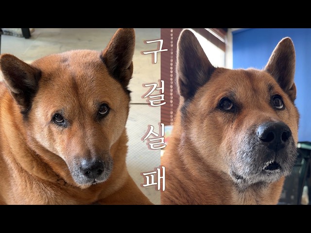 송초코가 살이 찌는 이유 그리고 내가 세모눈 받는 이유 - ssongchocochoco 썸네일