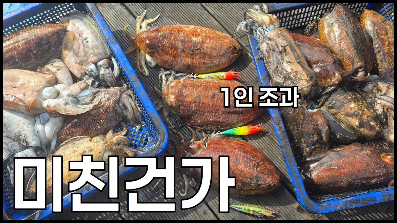 갑오징어낚시 여기 사이즈 마릿수 미쳤다! 특급 노하우 대방출! 분명 도움됩니다. 잘때도 생각날거야. #갑오징어 #갑오징어채비 #심해갑오징어 - koreanfisher 썸네일