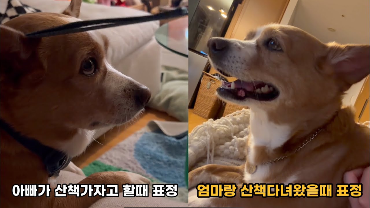  아빠랑 산책 VS 엄마랑 산책 - alwaysluckys 썸네일
