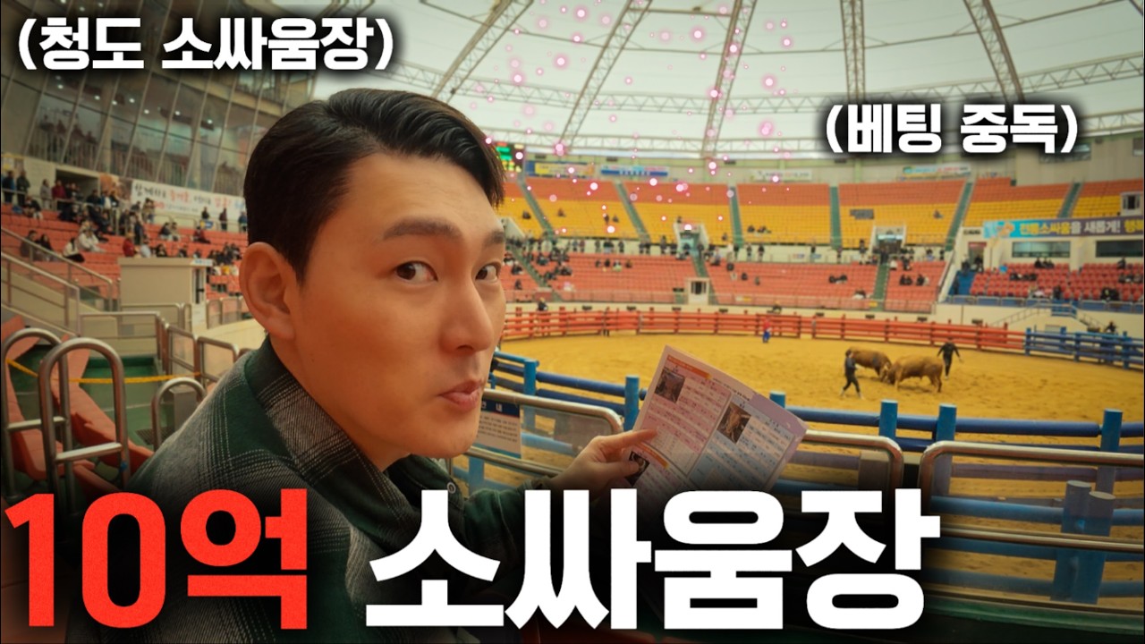  판돈이 한판에 10억 이상이라는 소싸움장 ㄷㄷ 직접 가서 베팅해봤습니다 100배 ㄷㄷ  - charlesallez 썸네일