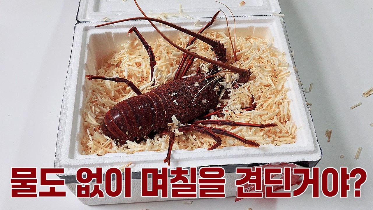 죽기전까지 늙지 않는 영생의 생물?! 택배로 주문한 크레이피시(닭새우)를 수조에서 6개월 간 키우면 벌어지는 신비한 일 - medic100tv 썸네일