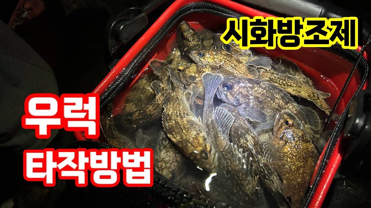 시화방조제 | 우럭 타작하는 방법 - 파이브한 썸네일