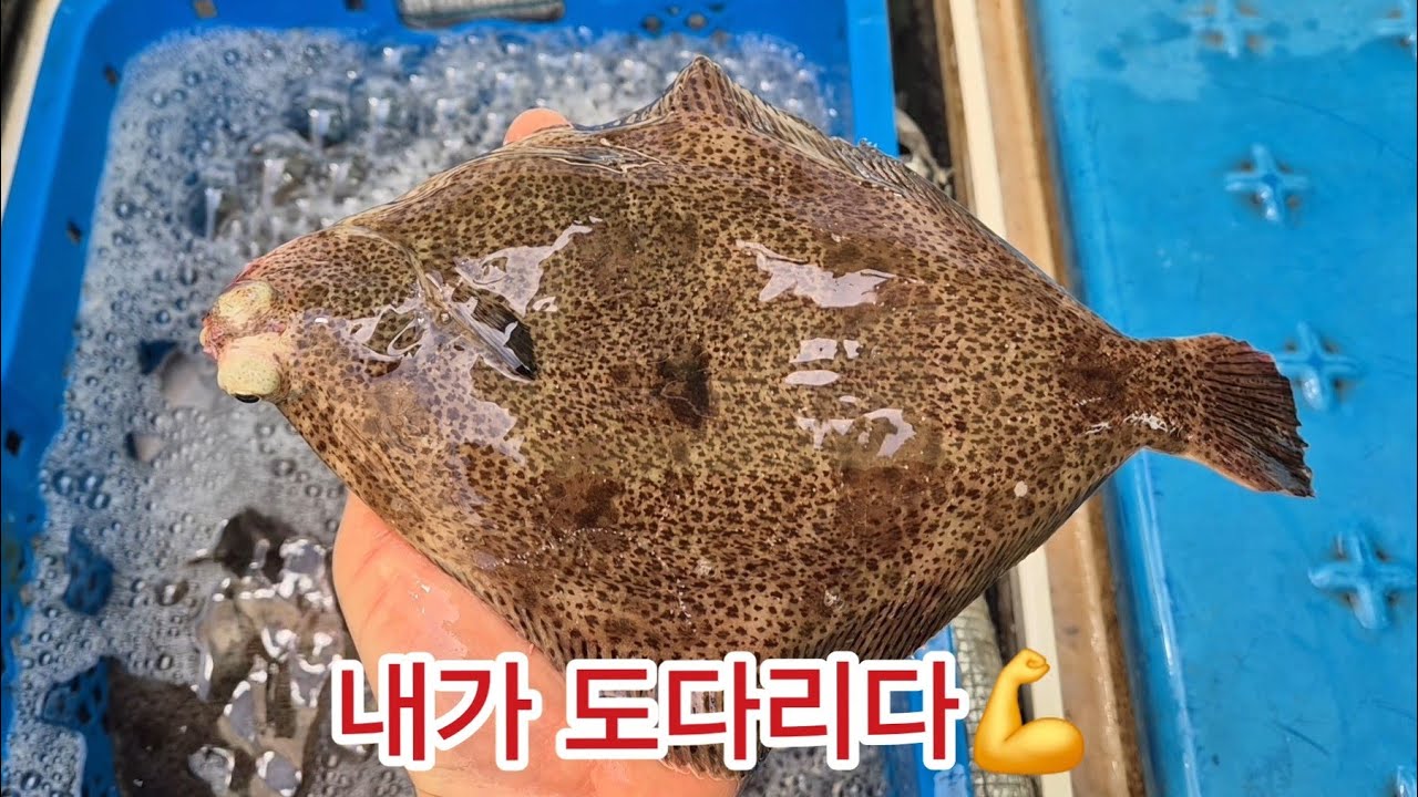 내가 진짜 도다리~👍 - 칼맛나는TV 썸네일