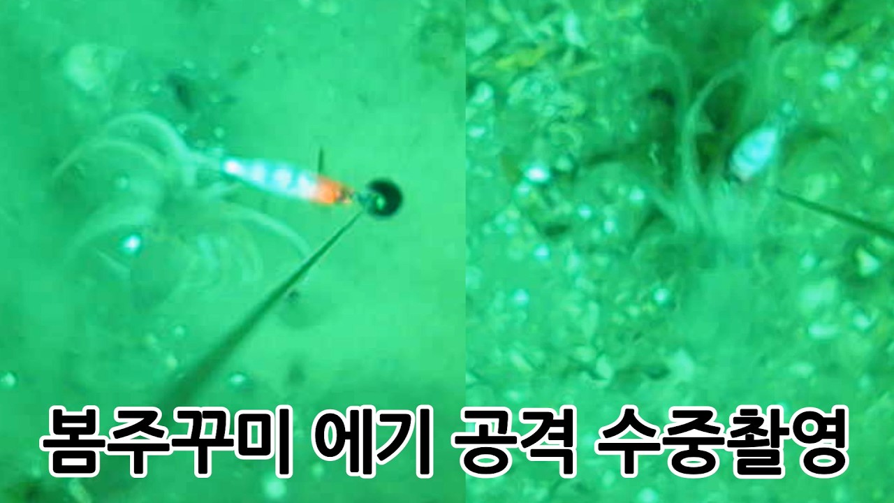 봄주꾸미는 에기를 어떻게 공격할까요? - 로기랜드 썸네일