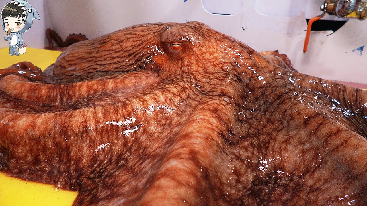  KOREAN STREET FOOD GIANT OCTOPUS DEVIL FISH KOREA SEAFOOD MARKET 포항 송도활어회센터 문어 090321 - Pohangguy 썸네일