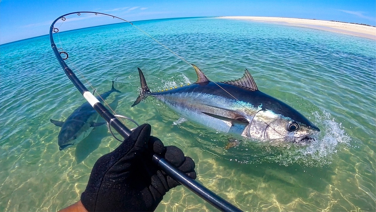  Giant Tuna from the SAND! (Catch & Cook) - CavyFishing 썸네일
