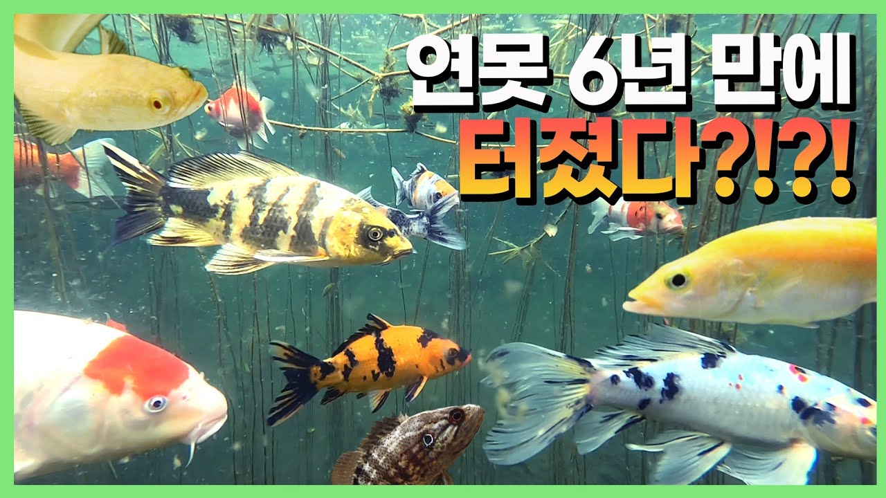 알배가 터지려고 합니다! - zoolskim 썸네일