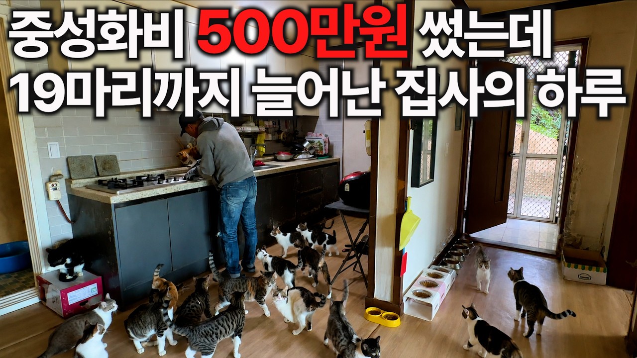  두 눈과 앞다리 없는 고양이 살린 19마리 집사의 하루 - 반려동무 썸네일