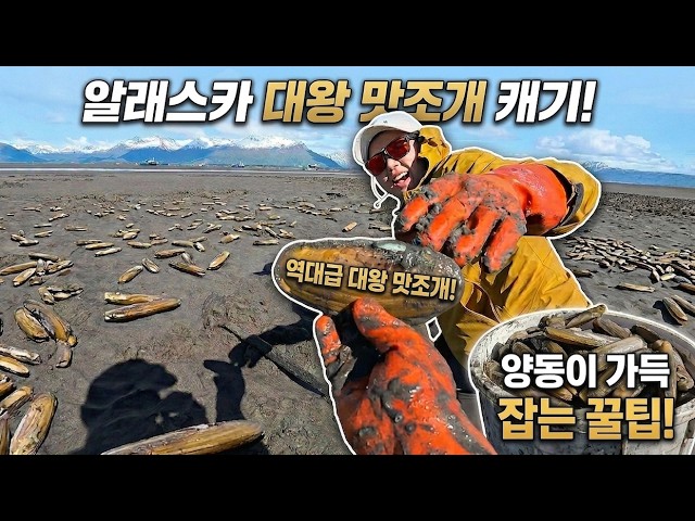  주어진 시간 단 4시간! 파는 족족 쏟아지는 대왕 맛조개 80kg 이상 쓸어담기! - vanbooboo 썸네일