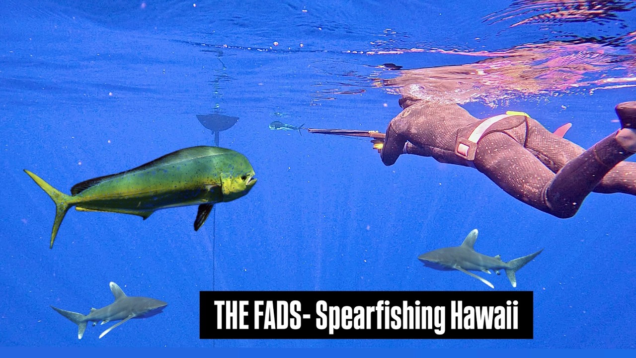 THE FADS- Spearfishing Hawaii | Catch Clean & Cook | - nickbaileyspearfishing 썸네일